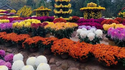 ​10万余盆菊花盛开，成都菊花展如诗如画