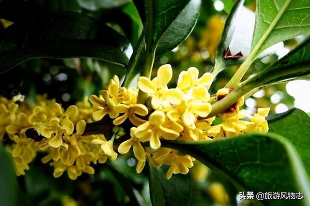 河南洛阳哪个园的牡丹好看（盘点河南5座花城）(4)