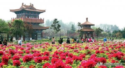 ​河南洛阳哪个园的牡丹好看（盘点河南5座花城）