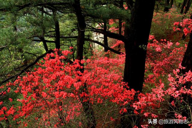 河南洛阳哪个园的牡丹好看（盘点河南5座花城）(5)