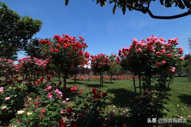 河南洛阳哪个园的牡丹好看（盘点河南5座花城）(3)