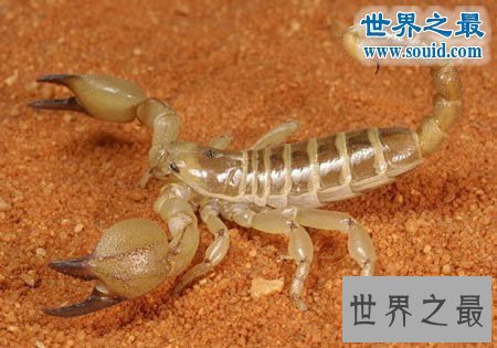 世界上最毒的蝎子，巴勒斯坦毒蝎(瞬间让人致命)