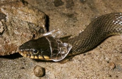 蛇为什么需要蜕皮呢?蛇蜕皮是什么原因导致的?