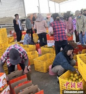 “中国红橙之乡”广东廉江红橙批量上市 迎最佳风味期
