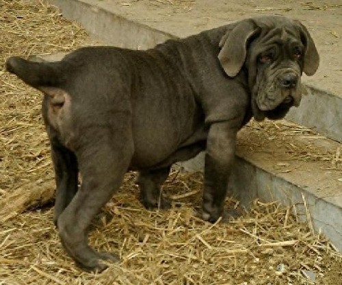 你被骗了!西班牙最可怕的不是斗牛而是西班牙斗牛梗