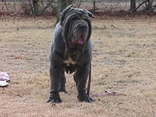 你被骗了!西班牙最可怕的不是斗牛而是西班牙斗牛梗