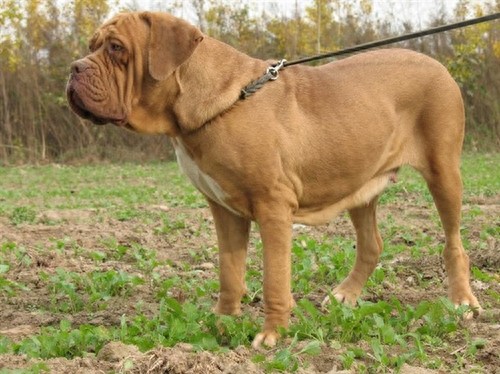 你被骗了!西班牙最可怕的不是斗牛而是西班牙斗牛梗