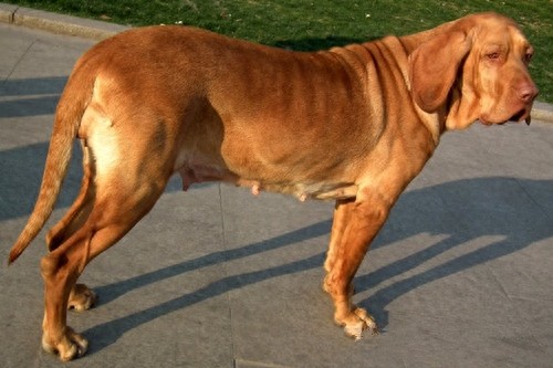 你被骗了!西班牙最可怕的不是斗牛而是西班牙斗牛梗