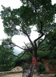 ​世界上最后一颗活株降龙木，中国独有！