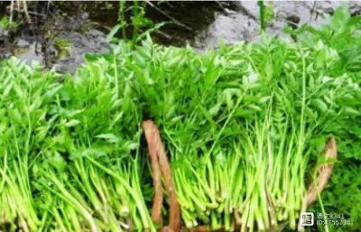 ​中国最常见的十大野菜品种