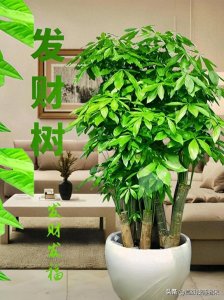 ​发财树的光照偏好：喜阳还是喜阴