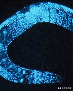 ​秀丽隐杆线虫