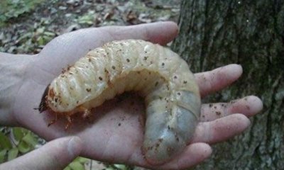 ​农村“稀有”养殖，比养牛都赚钱，比养鸡鸭风险低，1斤卖55元！