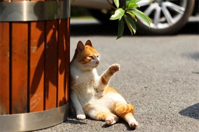 ​橘猫价格多少钱一只?便宜的几十元(十分友好)