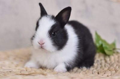 ​兔子拉稀该如何处理