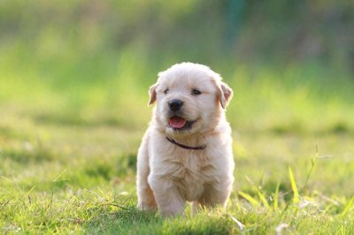 ​小狗不吃食怎么办？如何调理恢复其精神状态