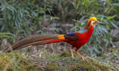 ​镜头里的精灵：红腹锦鸡