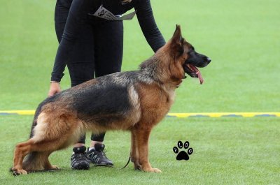 ​别再被忽悠了！德牧幼犬的真实价格在这里！