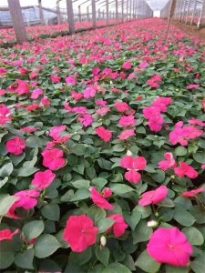 ​凤仙花是靠什么传播种子的