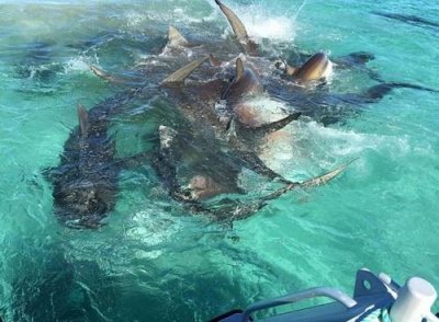 ​游客目睹70头虎鲨分食鲸鱼残忍画面（组图)