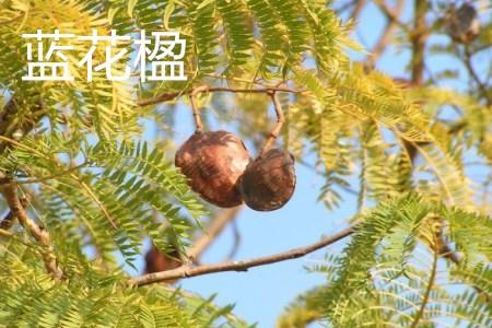蓝花楹 蓝花楹