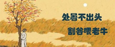 ​处暑不出头割谷喂老牛什么意思（这句谚语的意思是什么？）