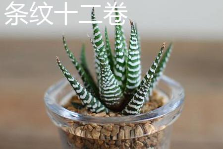 条纹十二卷 条纹十二卷