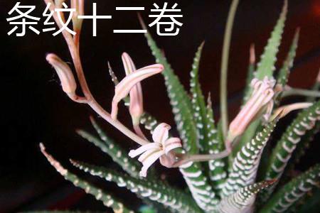 条纹十二卷 条纹十二卷