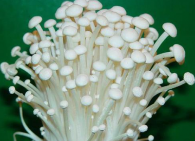 ​金针菇怎么种？教你在家种植金针菇，将废根埋到花盆里，一周就能收割上一次