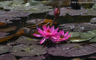 ​红莲花，红莲花有象征地狱与绝望吗？