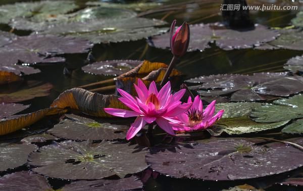 红莲花有象征地狱与绝望吗