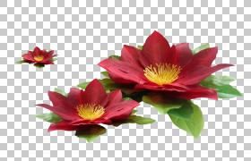 红莲花是几月份开