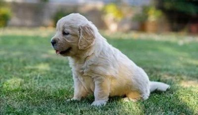 ​新手养狗基础知识 新手养狗应该知道的六个小知识