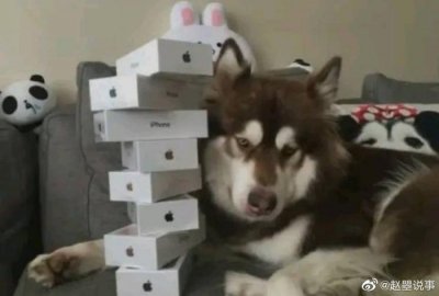 ​有一年王思聪家的狗跑丢了，王思聪急得发文: 寻找我女儿……