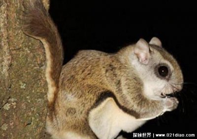 ​寒号鸟是种什么动物，并非鸟类动物(是一种哺乳动物)