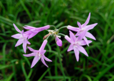 ​紫娇花的花期在什么时候怎么养殖