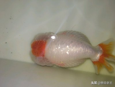 ​锦鲤鱼炸鳞最简单的解决办法（鱼炸鳞可以用高锰酸钾泡吗）