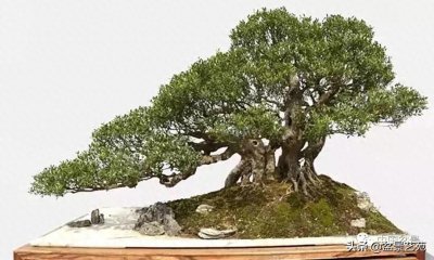 ​黄杨盆景造型技巧