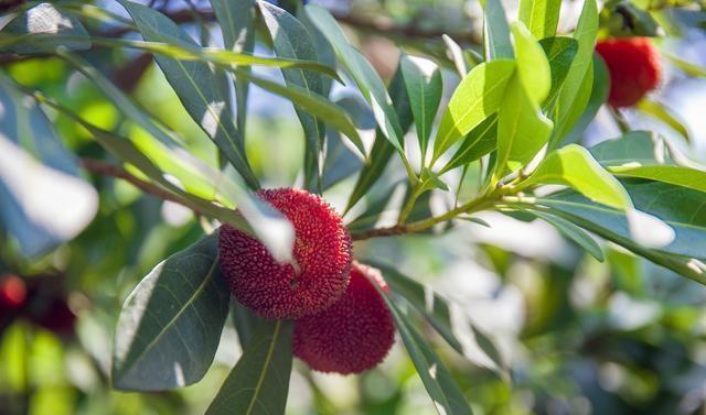 再不去临海吃东魁杨梅，极品杨梅只需20多元，错过再等一年