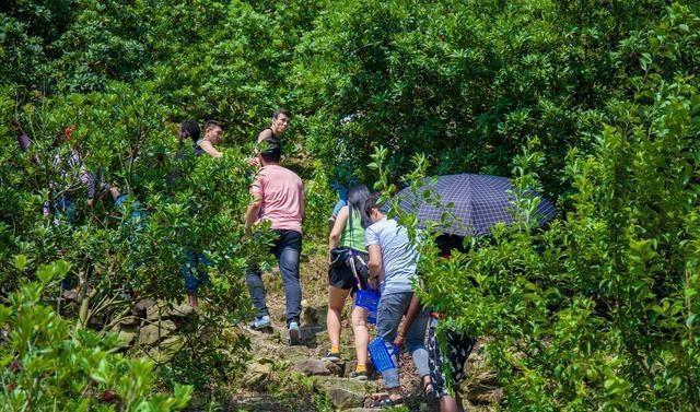 再不去临海吃东魁杨梅，极品杨梅只需20多元，错过再等一年