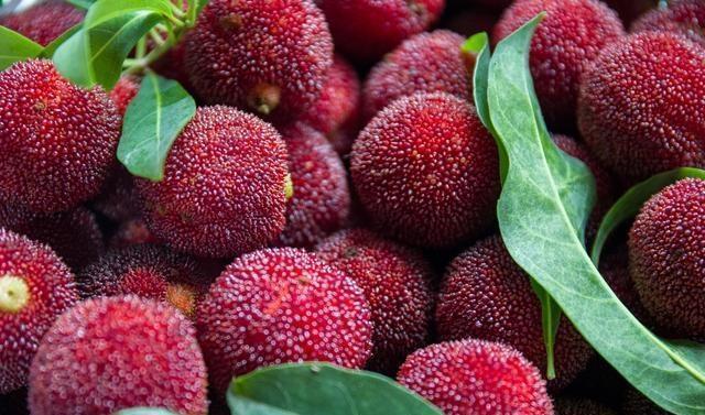 再不去临海吃东魁杨梅，极品杨梅只需20多元，错过再等一年