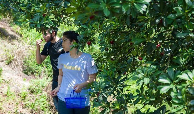 再不去临海吃东魁杨梅，极品杨梅只需20多元，错过再等一年