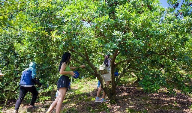 再不去临海吃东魁杨梅，极品杨梅只需20多元，错过再等一年