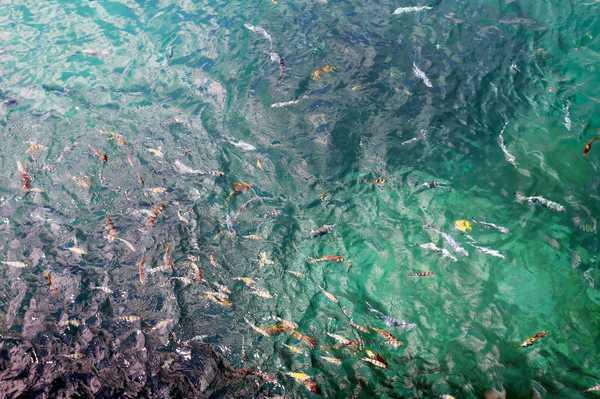 塞舌尔海岛游记（世外仙境塞舌尔）(34)