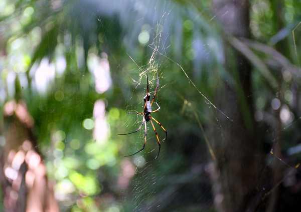 塞舌尔海岛游记（世外仙境塞舌尔）(40)