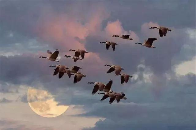 重阳节三十五首古诗（岁岁重阳今又重阳）(1)