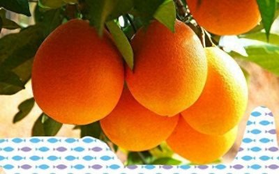 ​江西赣州特产“赣南脐橙”