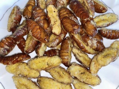​健康美味油炸大蝉蛹，寒冷冬日里必备哦