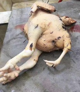 ​你们见过三脚鸡吗？我见过了，真奇怪