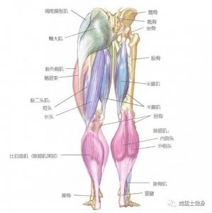 ​让大腿变成“升降机”的俯卧腿弯举，一起学习！